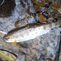 雨の渓流ミノーイング